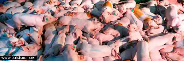 Granja macroproduccion de cerdos Cataluña